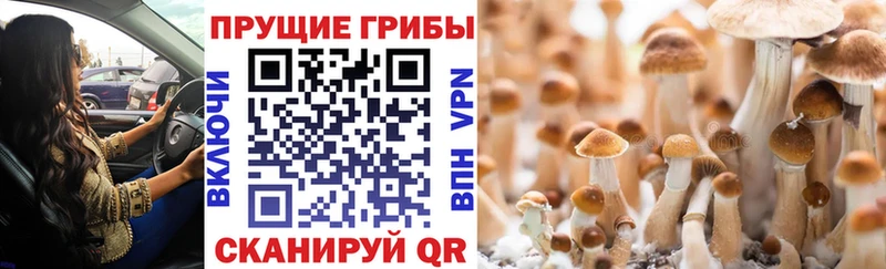 купить  цена  Куйбышев  Галлюциногенные грибы GOLDEN TEACHER 